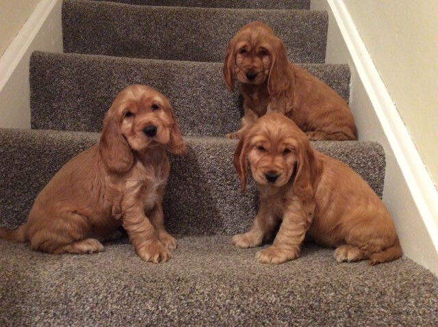 gumtree spaniels for sale